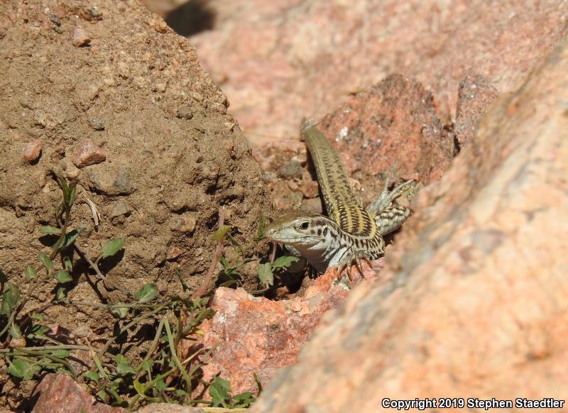 Common Checkered Whiptail (Aspidoscelis tesselata)