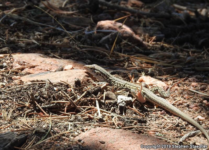 Common Checkered Whiptail (Aspidoscelis tesselata)