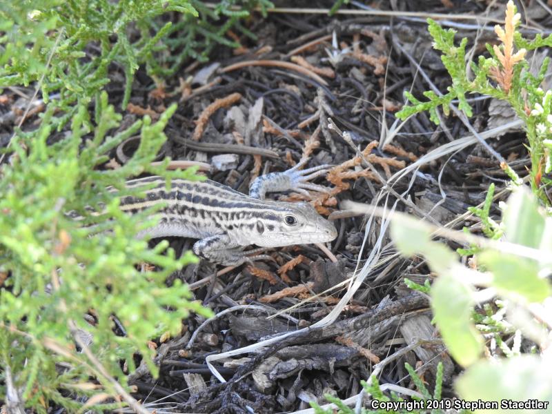 Common Checkered Whiptail (Aspidoscelis tesselata)