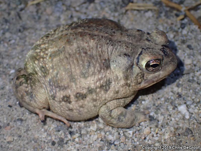 Great Plains Toad (Anaxyrus cognatus)