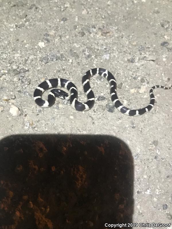 California Kingsnake (Lampropeltis getula californiae)