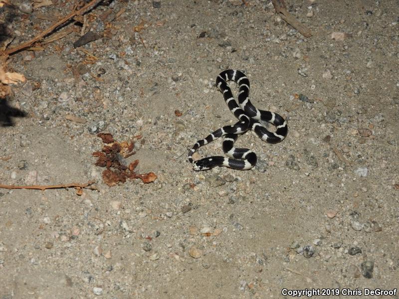 California Kingsnake (Lampropeltis getula californiae)