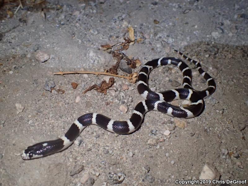 California Kingsnake (Lampropeltis getula californiae)