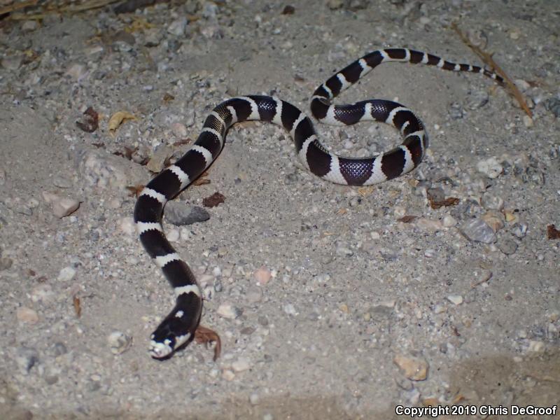 California Kingsnake (Lampropeltis getula californiae)