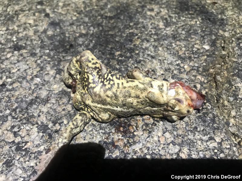 Woodhouse's Toad (Anaxyrus woodhousii)