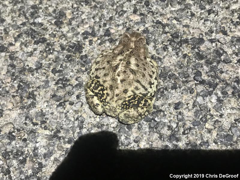 Woodhouse's Toad (Anaxyrus woodhousii)