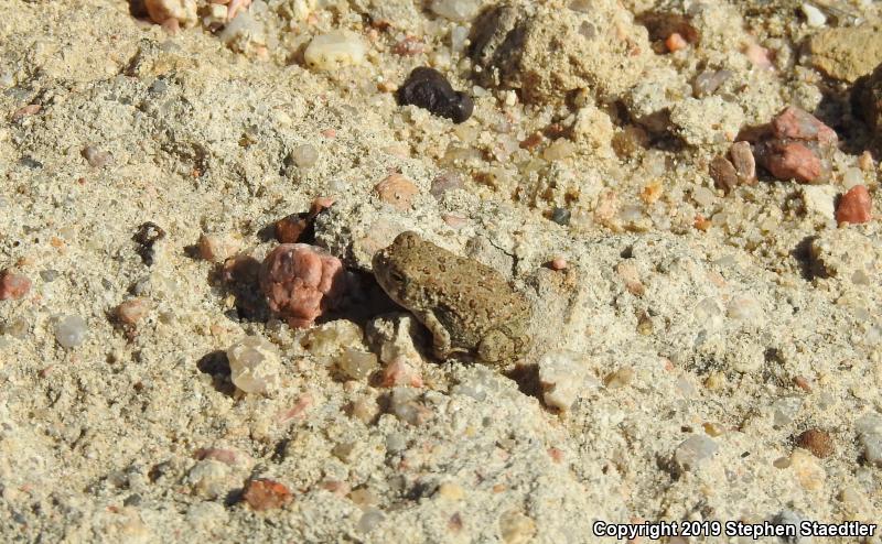 Woodhouse's Toad (Anaxyrus woodhousii)