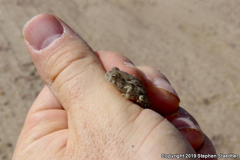 Woodhouse's Toad (Anaxyrus woodhousii)