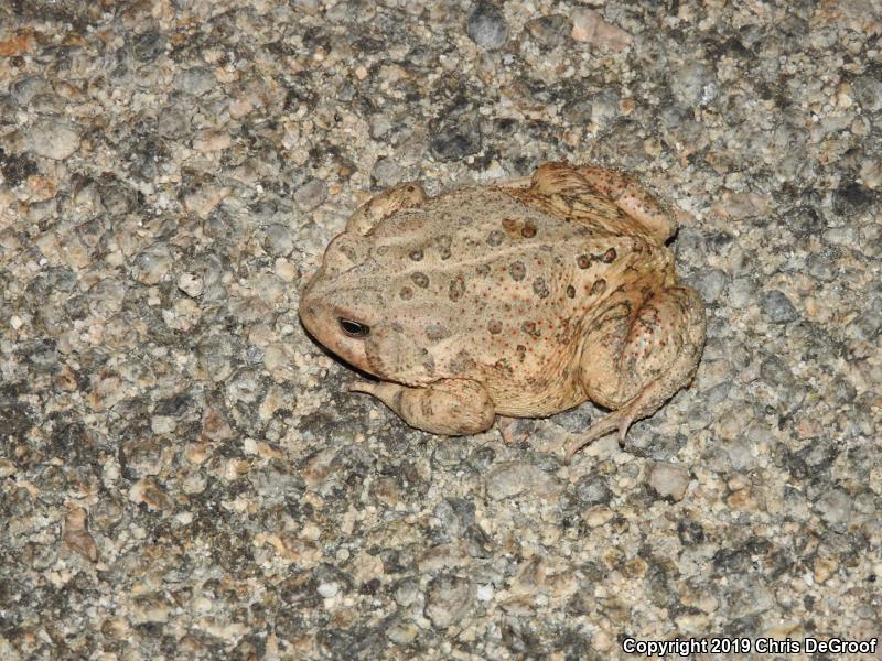 Woodhouse's Toad (Anaxyrus woodhousii)