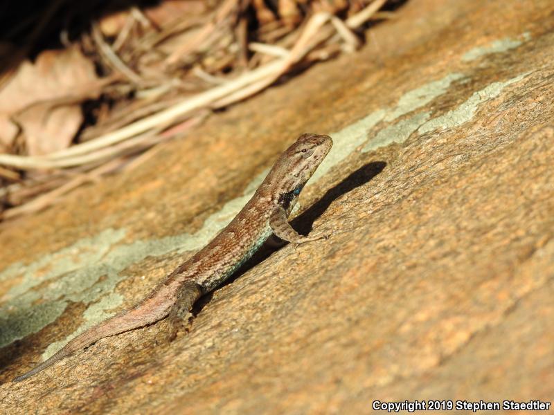 Prairie Lizard (Sceloporus consobrinus)