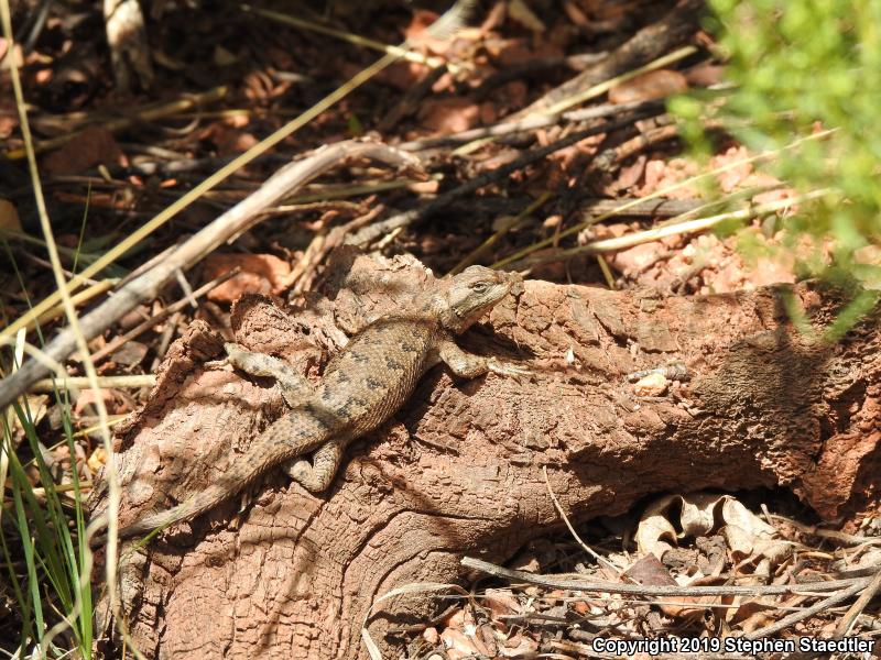 Prairie Lizard (Sceloporus consobrinus)