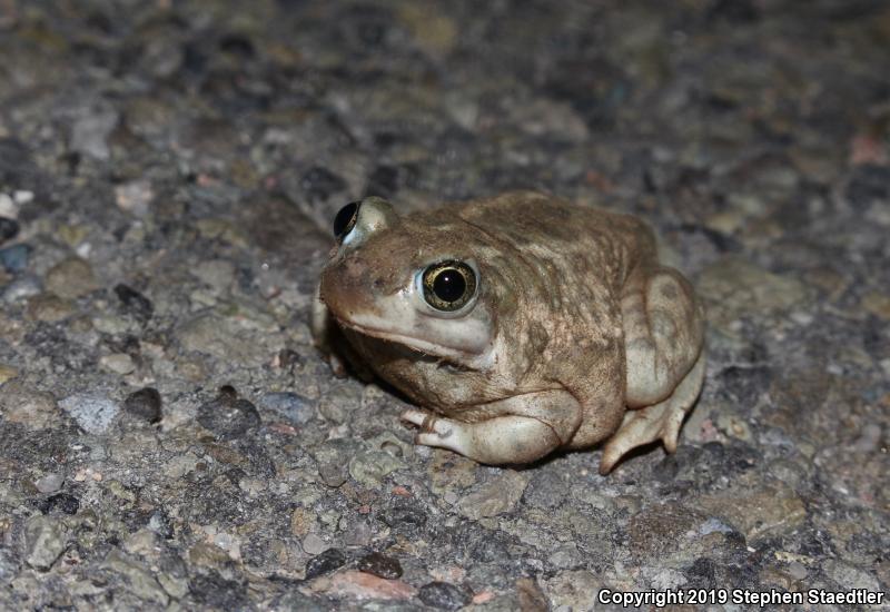 Plains Spadefoot (Spea bombifrons)