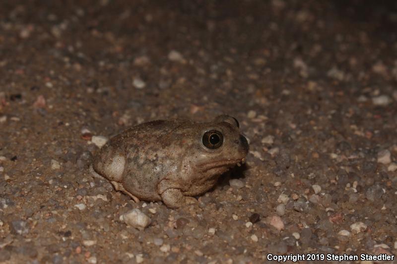 Plains Spadefoot (Spea bombifrons)