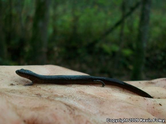 Many-lined Salamander (Stereochilus marginatus)