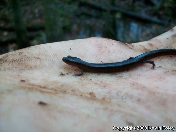 Many-lined Salamander (Stereochilus marginatus)