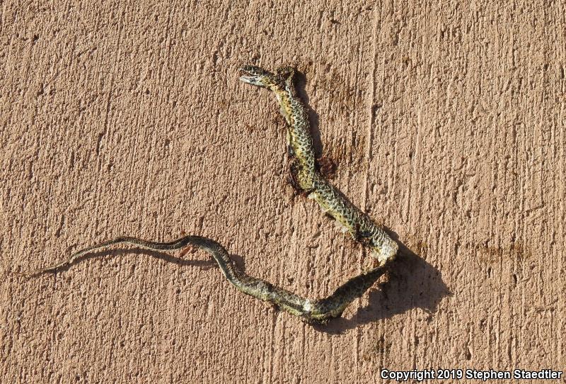 Eastern Yellow-bellied Racer (Coluber constrictor flaviventris)