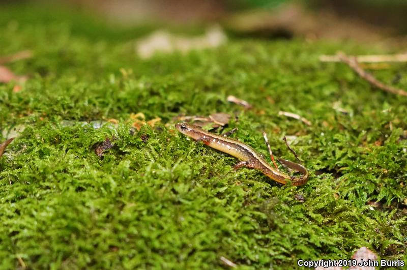 Southern Two-lined Salamander (Eurycea cirrigera)