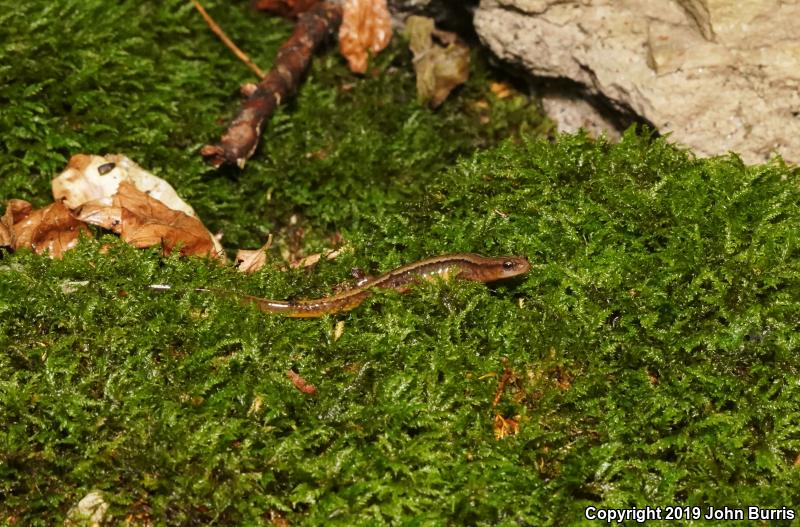 Southern Two-lined Salamander (Eurycea cirrigera)