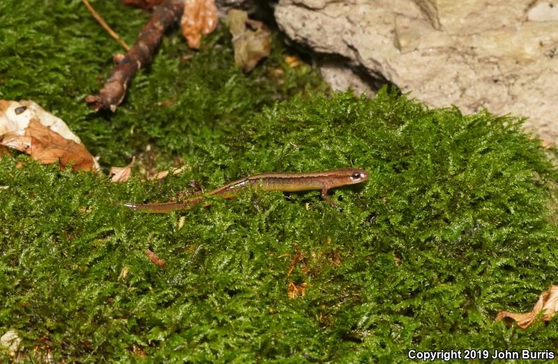 Southern Two-lined Salamander (Eurycea cirrigera)