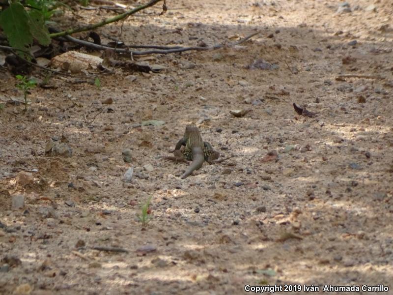 Western México Whiptail (Aspidoscelis costata)