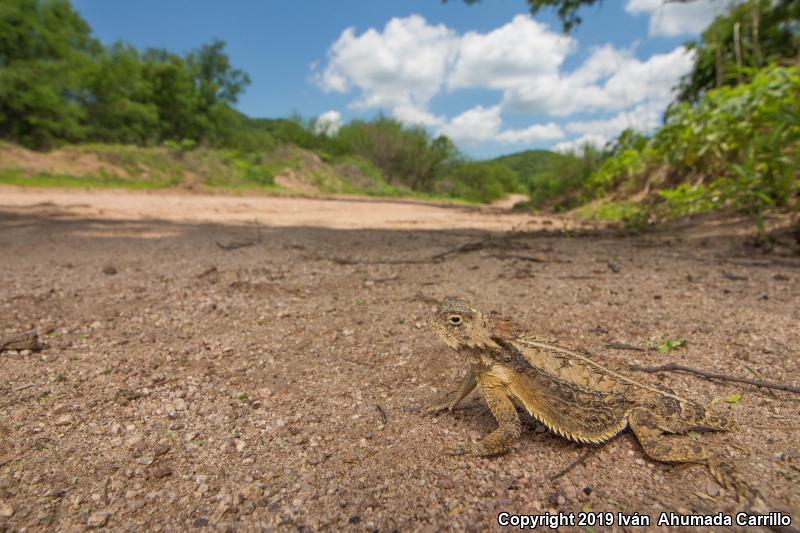 Regal Horned Lizard (Phrynosoma solare)