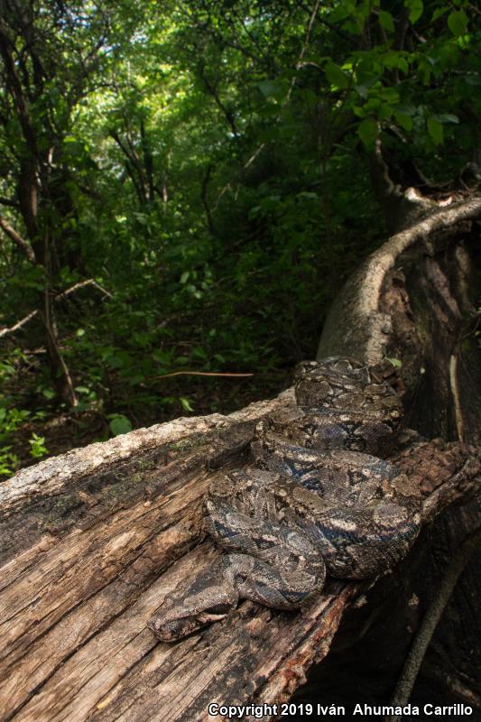 Mexican Boa Constrictor (Boa constrictor imperator)