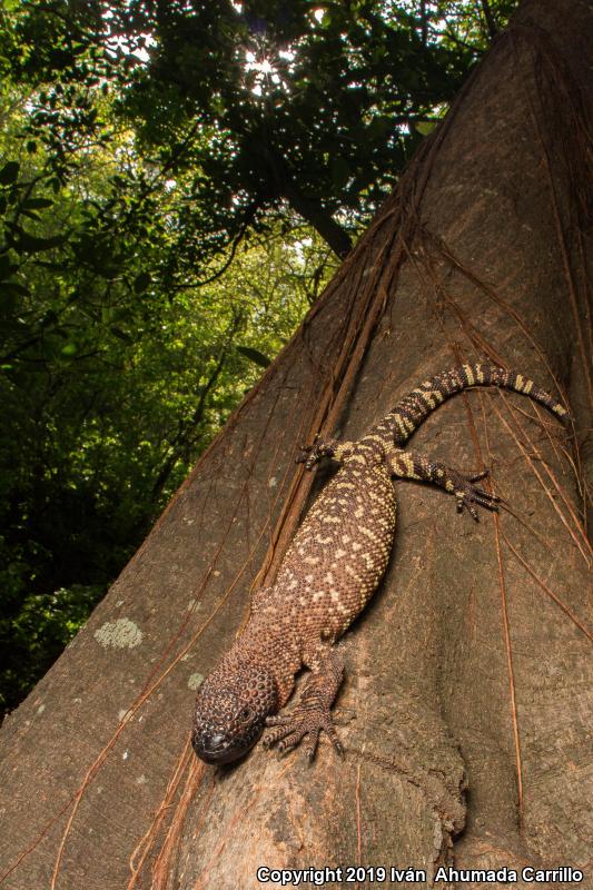 Rio Fuertes Beaded Lizard (Heloderma horridum exasperatum)