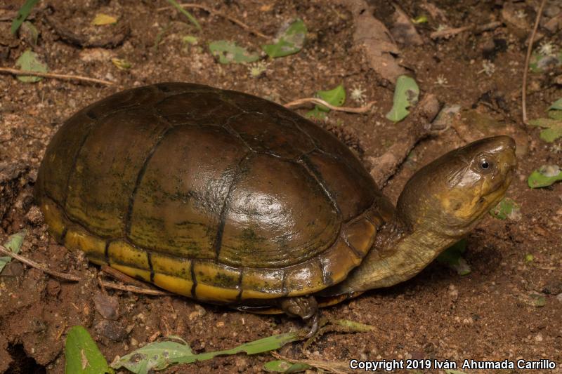 Alamos Mud Turtle (Kinosternon alamosae)
