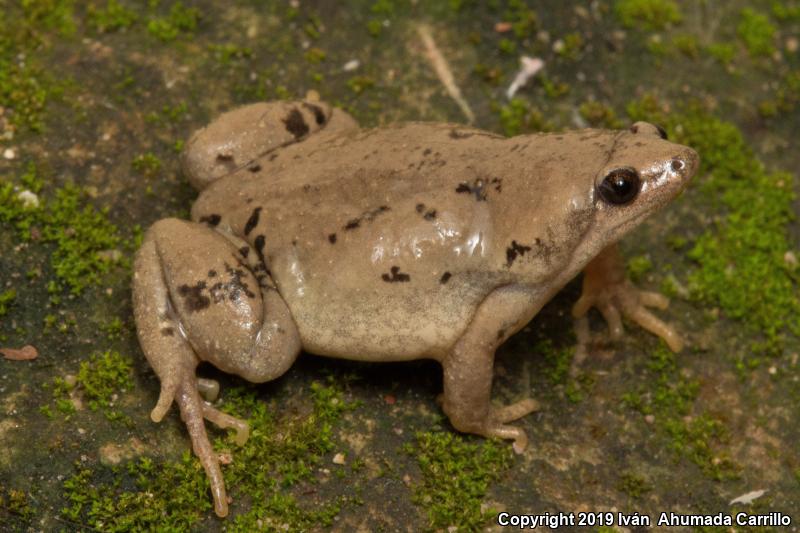 Mazatlan Narrow-mouthed Toad (Gastrophryne olivacea mazatlanensis)