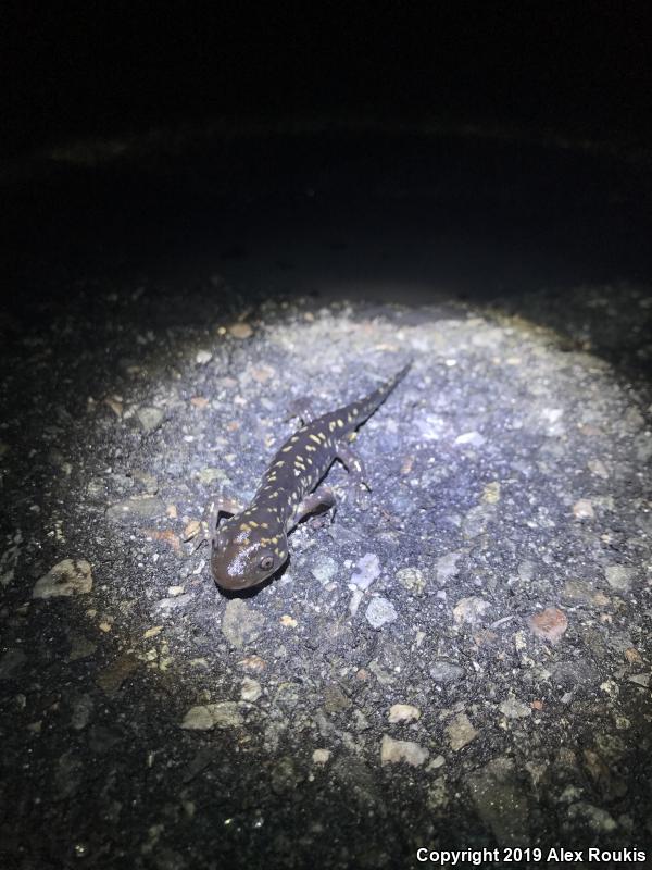 Eastern Tiger Salamander (Ambystoma tigrinum)