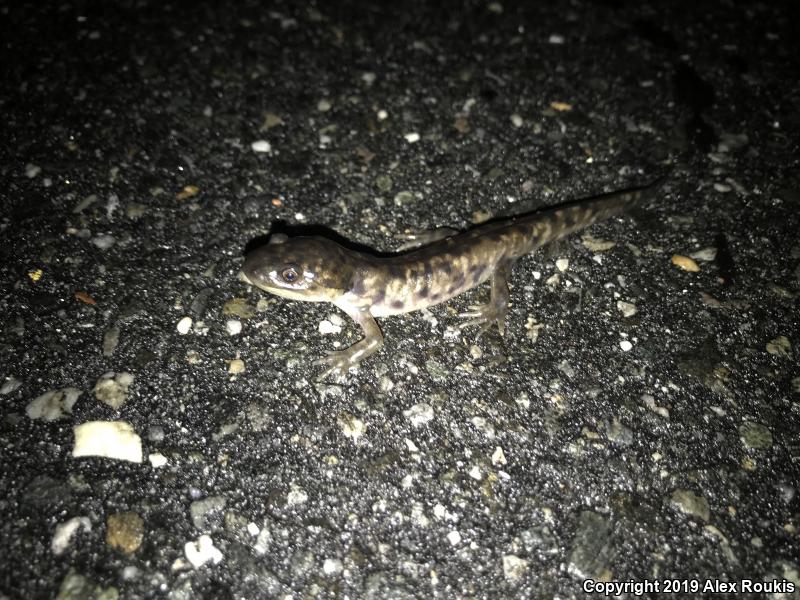 Eastern Tiger Salamander (Ambystoma tigrinum)