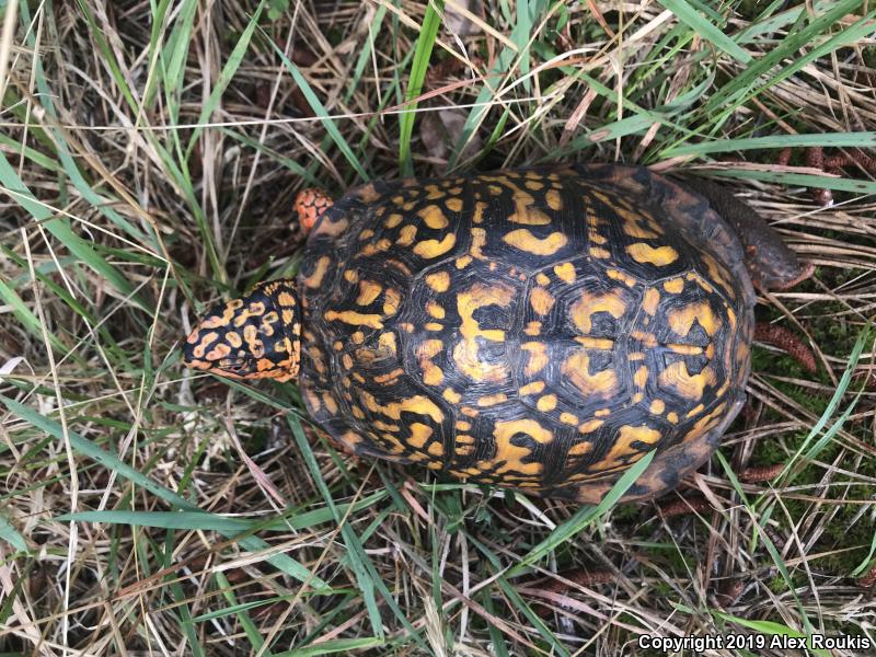 Eastern Box Turtle (Terrapene carolina carolina)