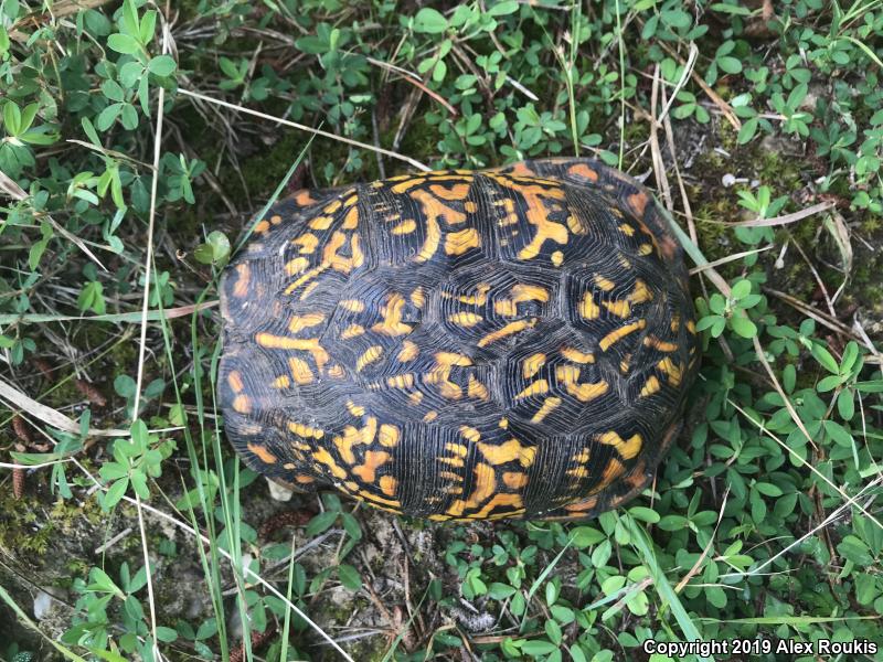 Eastern Box Turtle (Terrapene carolina carolina)