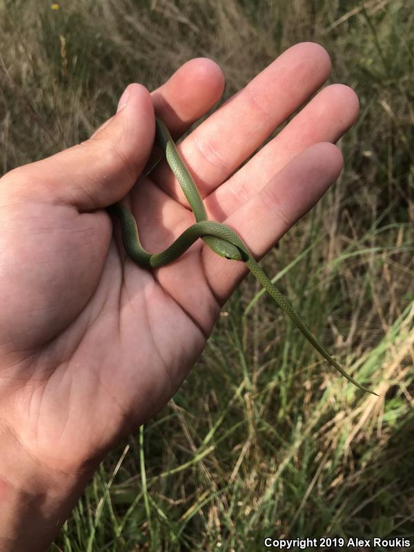 Eastern Smooth Greensnake (Opheodrys vernalis vernalis)