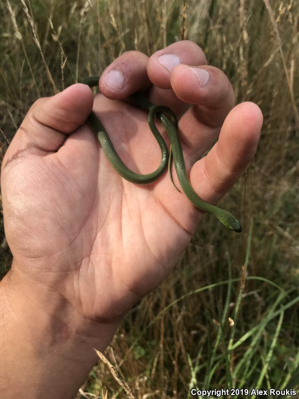 Eastern Smooth Greensnake (Opheodrys vernalis vernalis)