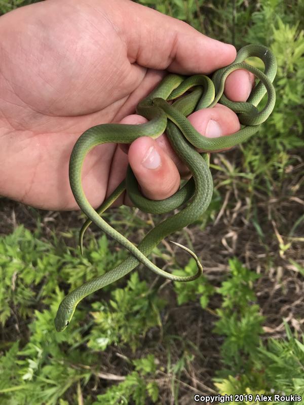 Eastern Smooth Greensnake (Opheodrys vernalis vernalis)