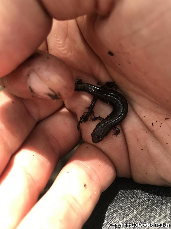 Allegheny Mountain Dusky Salamander (Desmognathus ochrophaeus)