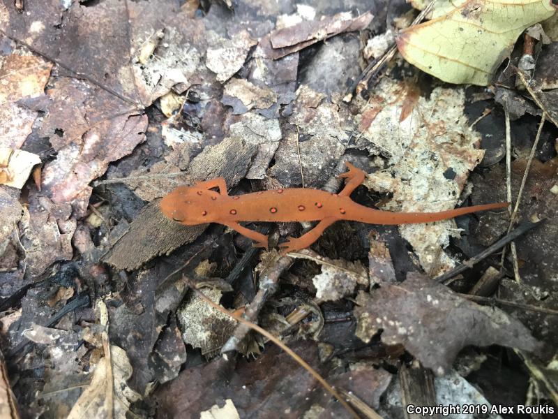 Red-Spotted Newt (Notophthalmus viridescens viridescens)