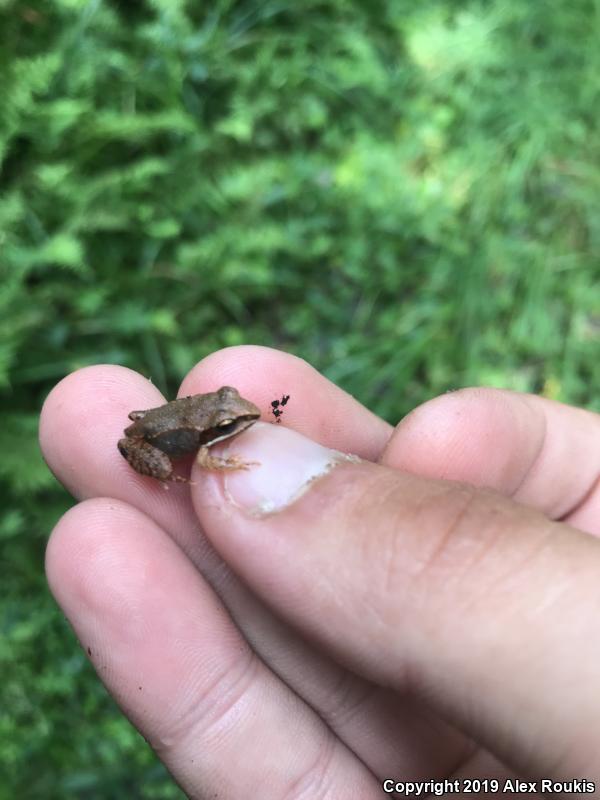 Wood Frog (Lithobates sylvaticus)