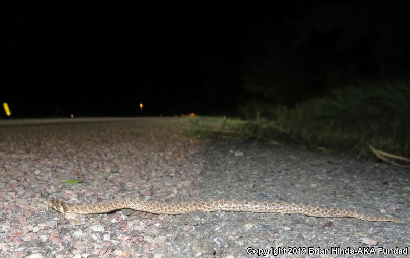 Mexican Hog-nosed Snake (Heterodon kennerlyi)