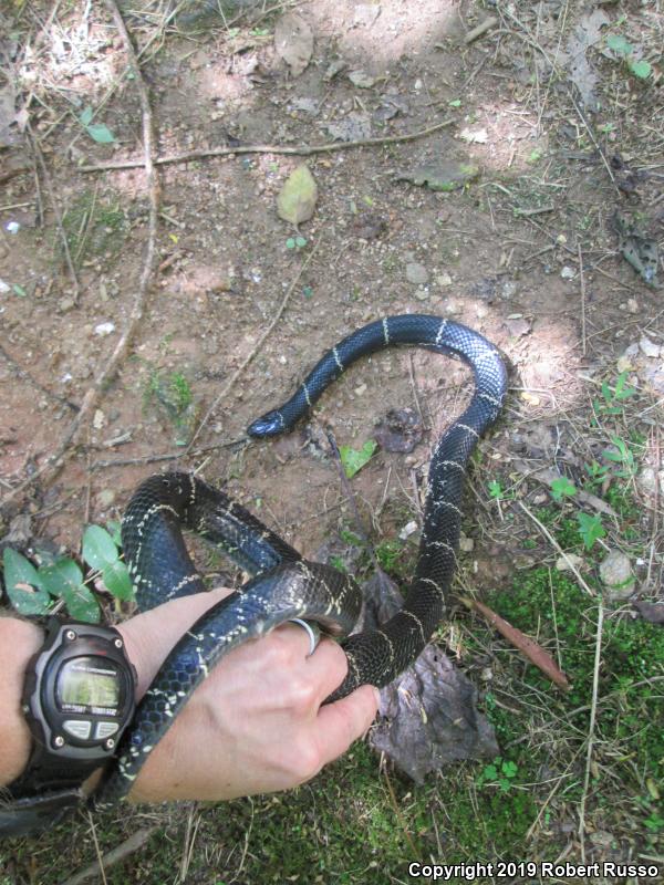 Eastern Kingsnake (Lampropeltis getula getula)