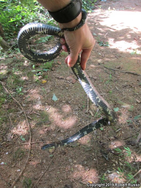 Eastern Kingsnake (Lampropeltis getula getula)