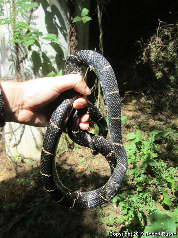 Eastern Kingsnake (Lampropeltis getula getula)