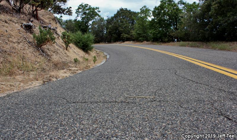 San Diego Gopher Snake (Pituophis catenifer annectens)