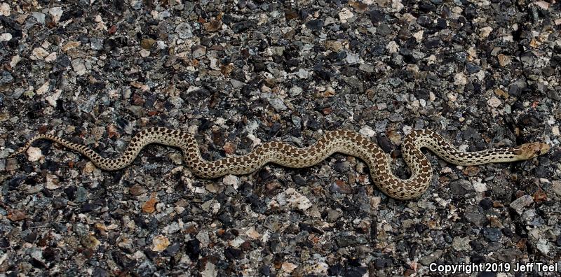 San Diego Gopher Snake (Pituophis catenifer annectens)