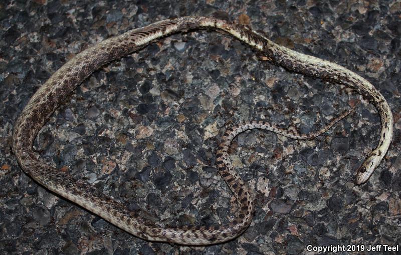 San Diego Gopher Snake (Pituophis catenifer annectens)