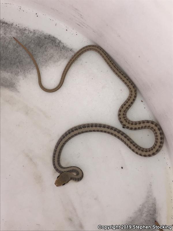 Mojave Patch-nosed Snake (Salvadora hexalepis mojavensis)