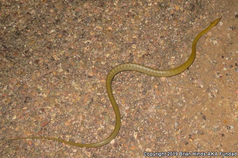 Green Ratsnake (Senticolis triaspis)