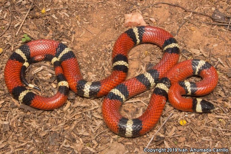 Sinaloan Milksnake (Lampropeltis triangulum sinaloae)