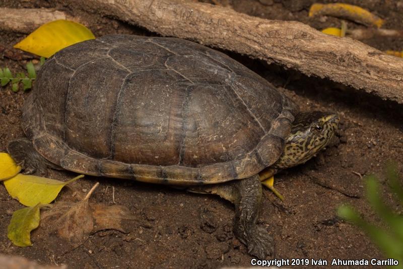 Mexican Mud Turtle (Kinosternon integrum)